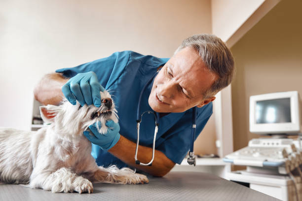 Best Emergency Denture Repair in Lecanto, FL